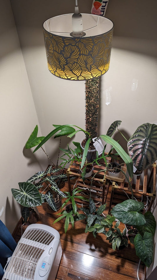 Keep Your Houseplants Thriving During the Winter! - Gathering Moss