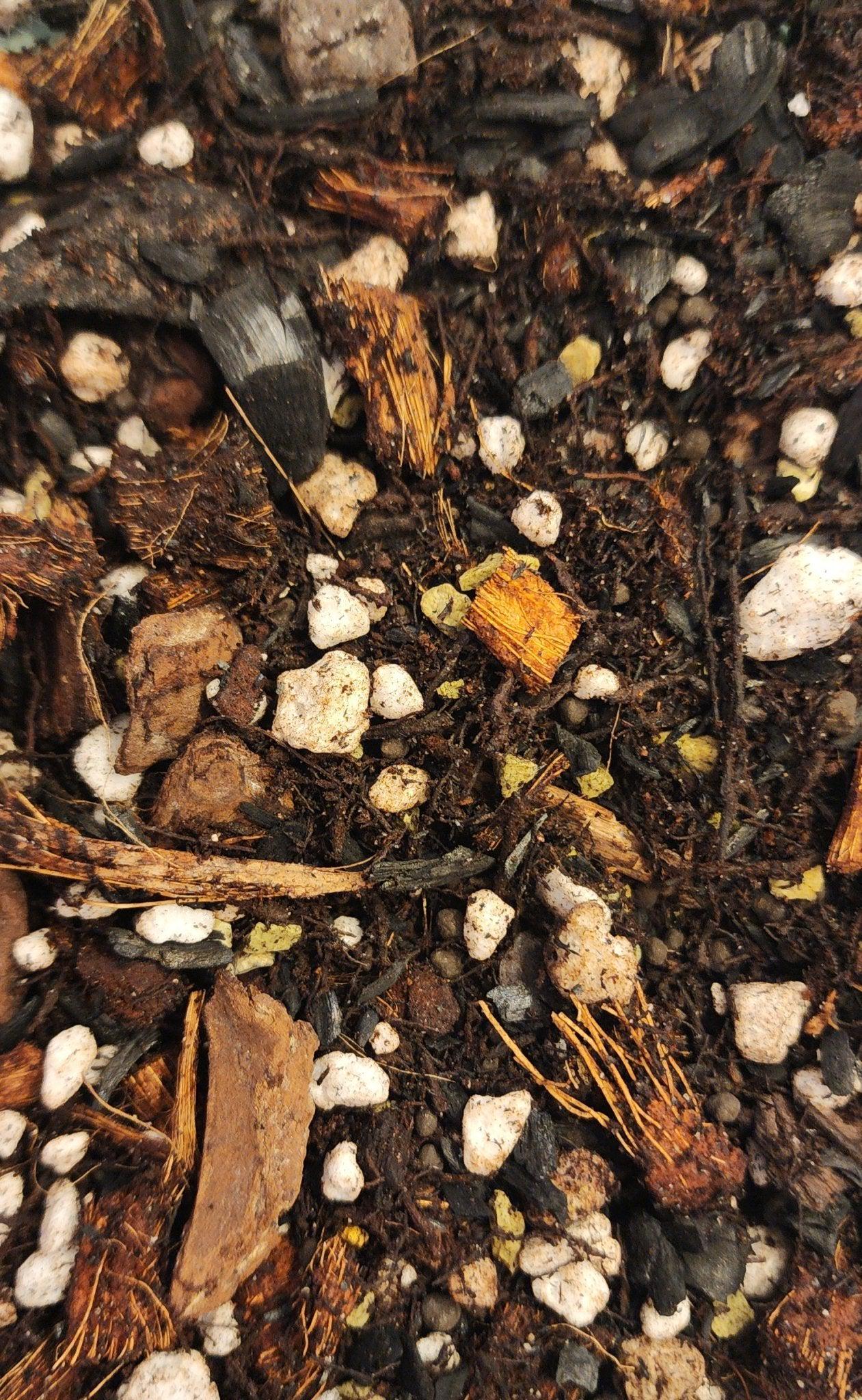 Gathering Moss Chunky Max Mix Made with Tree Fern Fiber! - Gathering Moss