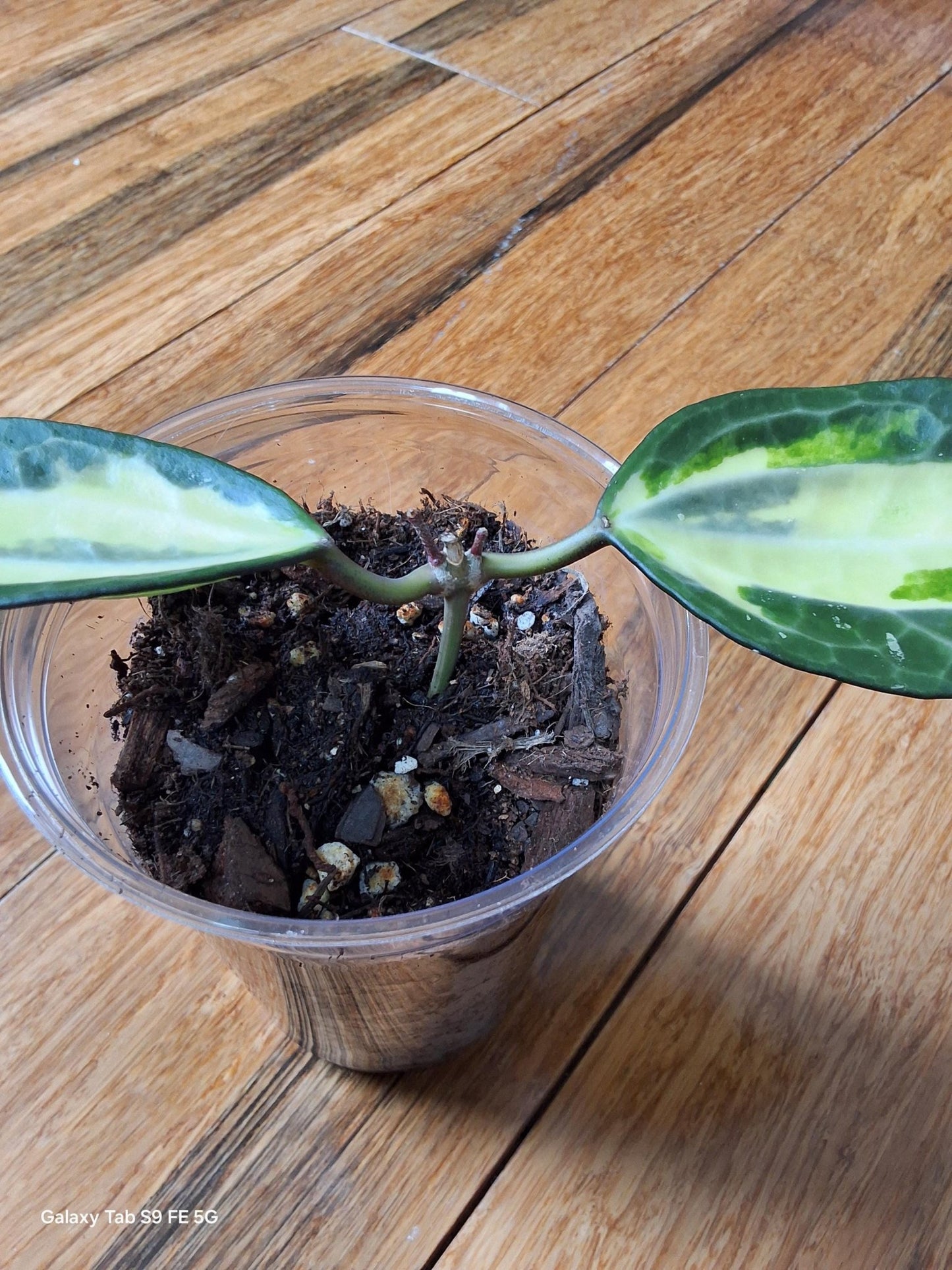 Hoya Latifolia 'Pot of Gold' – Rare Tropical Plant - Gathering Moss