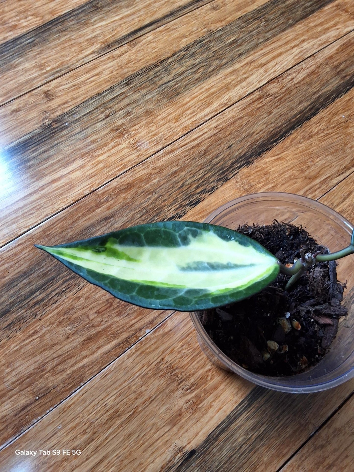 Hoya Latifolia 'Pot of Gold' – Rare Tropical Plant - Gathering Moss