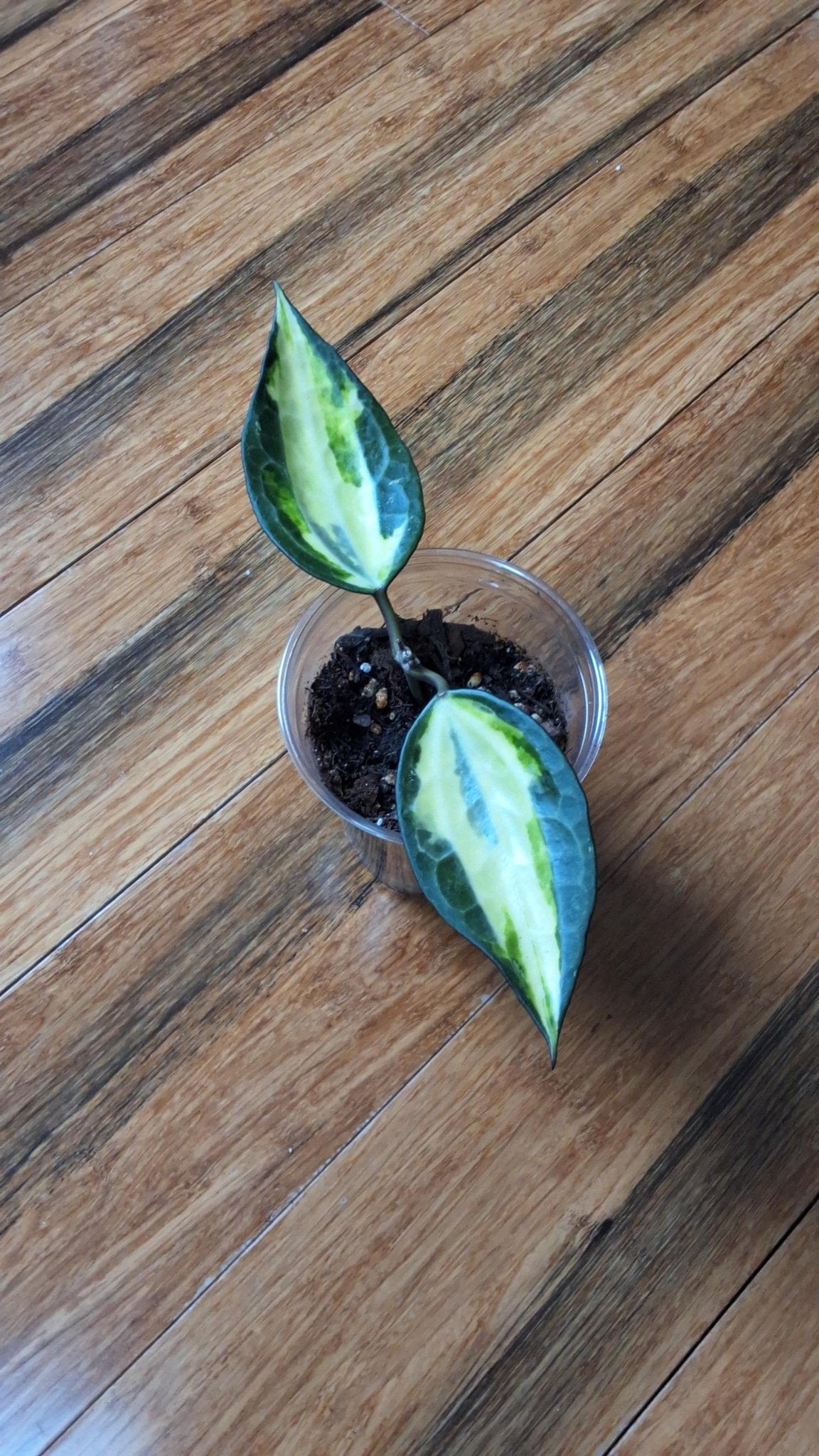 Hoya Latifolia 'Pot of Gold' – Rare Tropical Plant - Gathering Moss