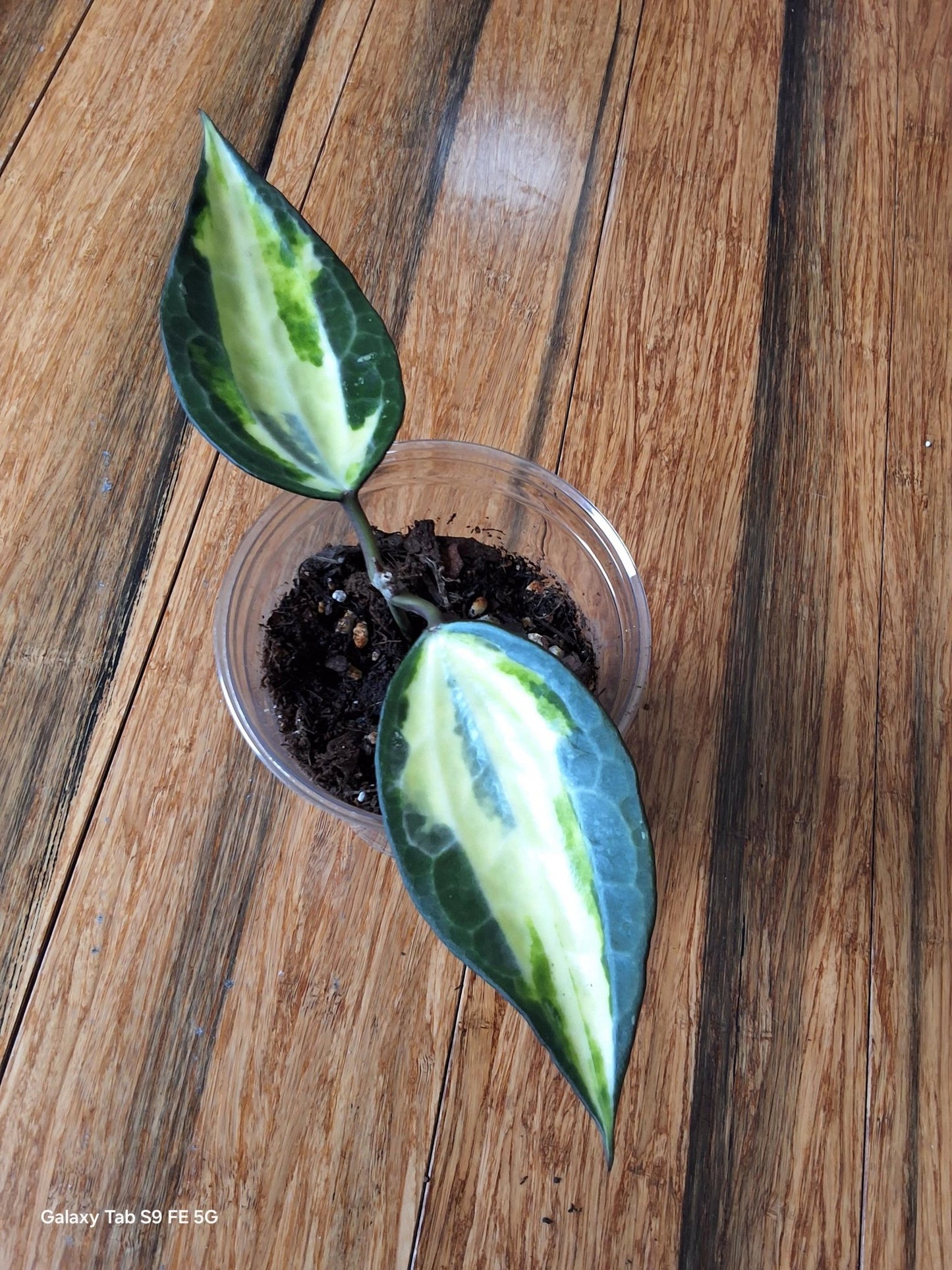 Hoya Latifolia 'Pot of Gold' – Rare Tropical Plant - Gathering Moss