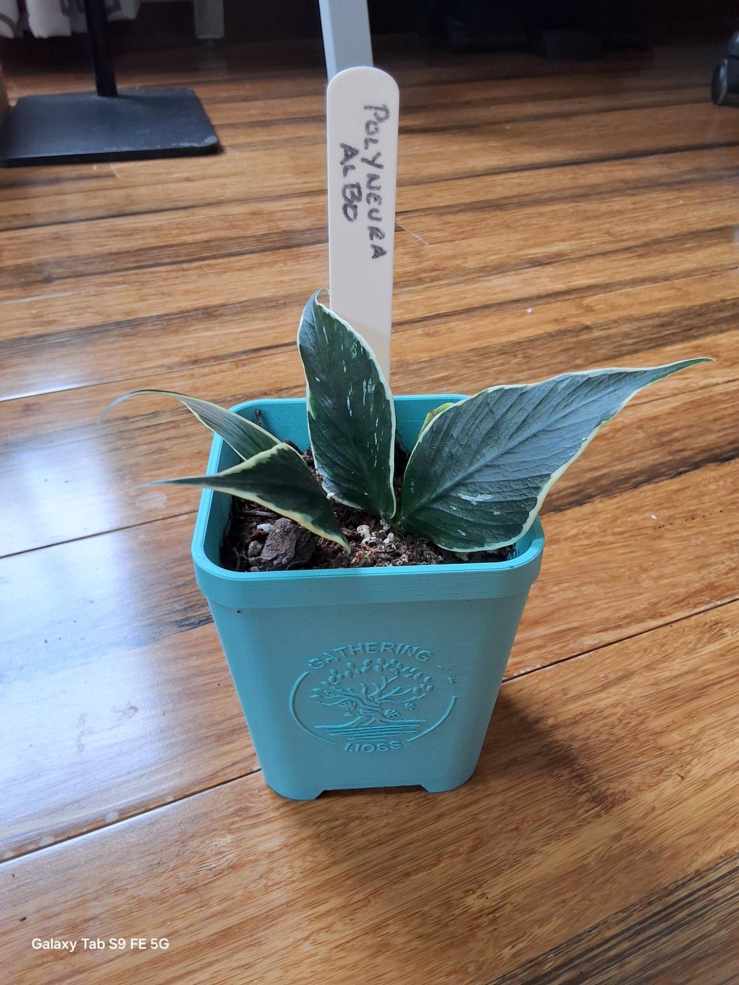 Hoya Polyneura Albo – Must - Have Rare Hoya - Gathering Moss