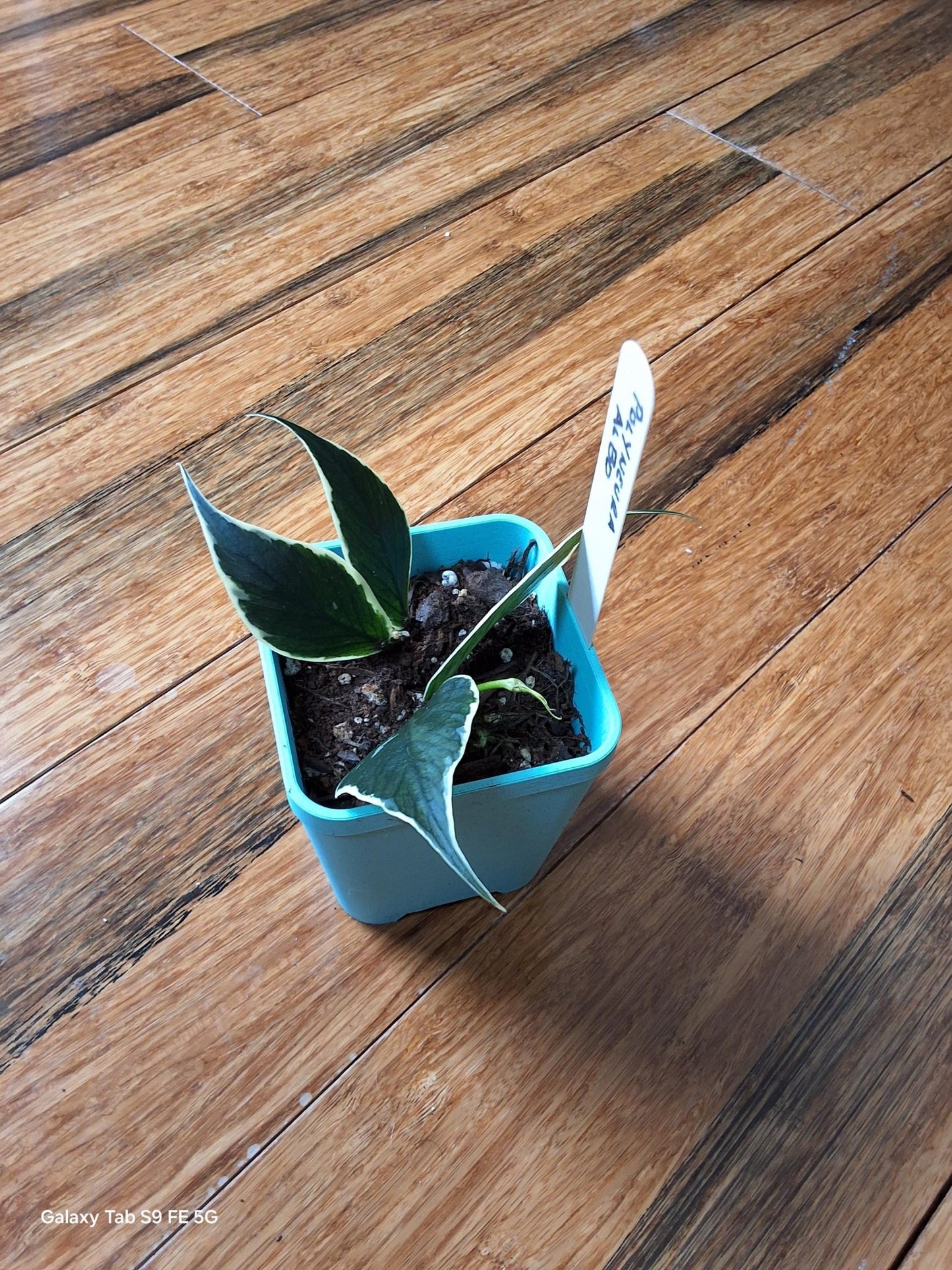 Hoya Polyneura Albo – Must - Have Rare Hoya - Gathering Moss