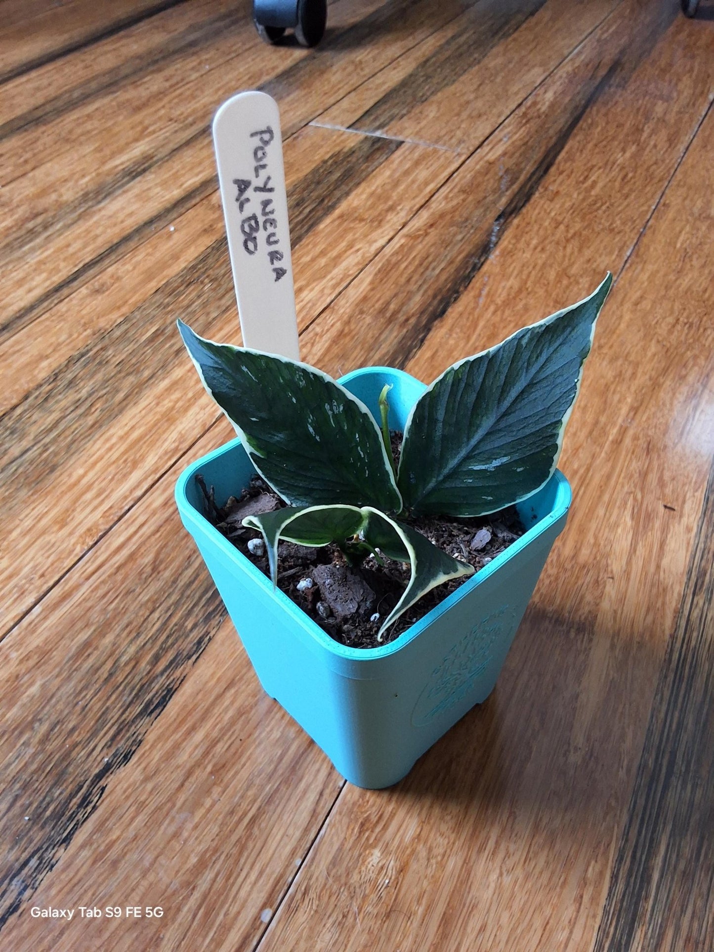 Hoya Polyneura Albo – Must - Have Rare Hoya - Gathering Moss