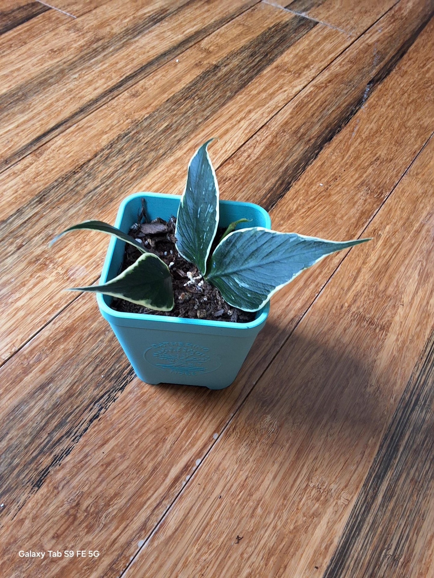 Hoya Polyneura Albo – Must - Have Rare Hoya - Gathering Moss