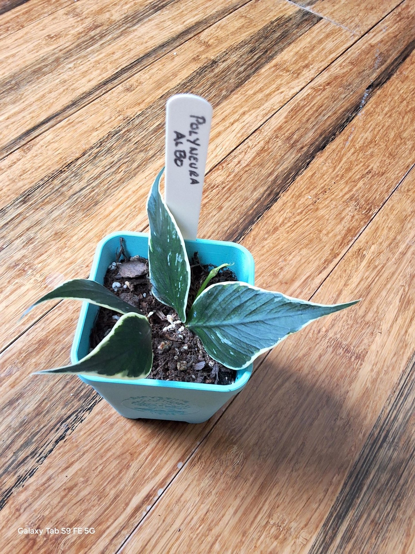 Hoya Polyneura Albo – Must - Have Rare Hoya - Gathering Moss