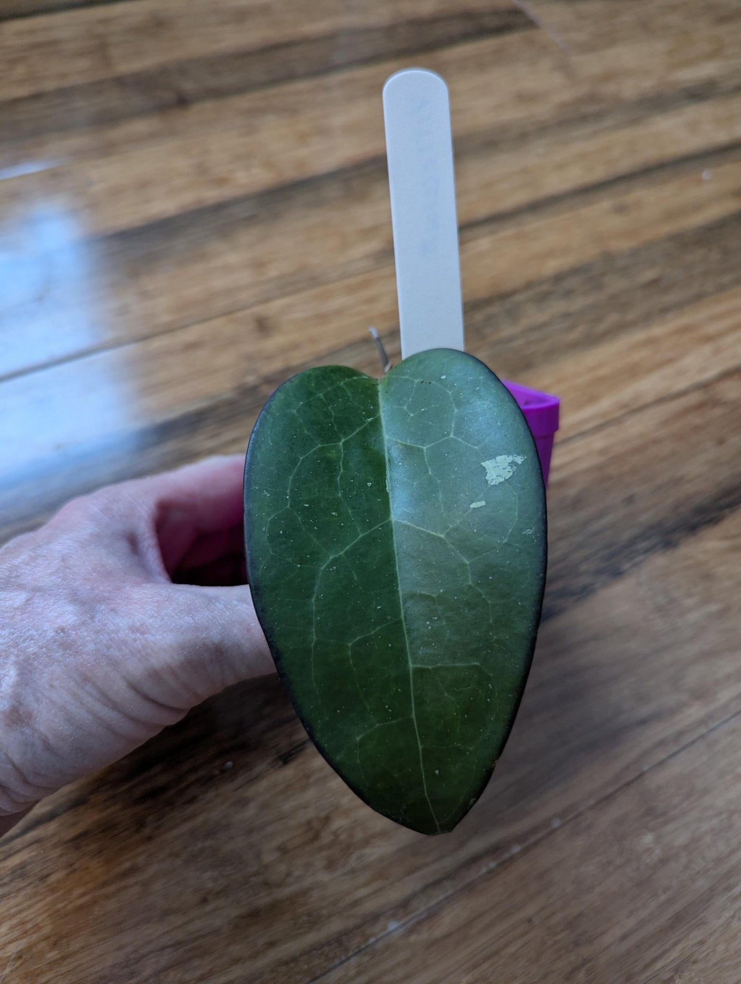 Hoya vitellina (fka fusco marginata) rooted cutting, RARE Hoya - Gathering Moss