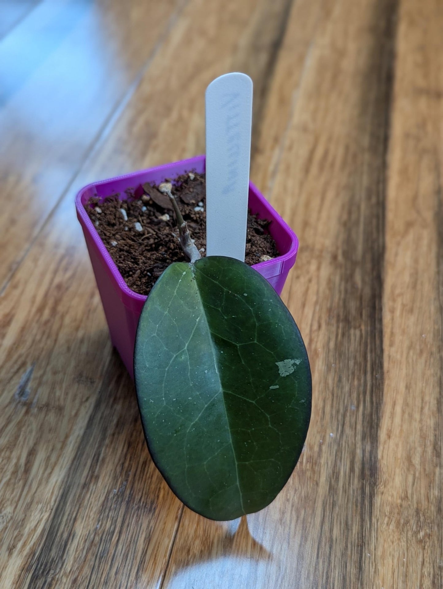 Hoya vitellina (fka fusco marginata) rooted cutting, RARE Hoya - Gathering Moss