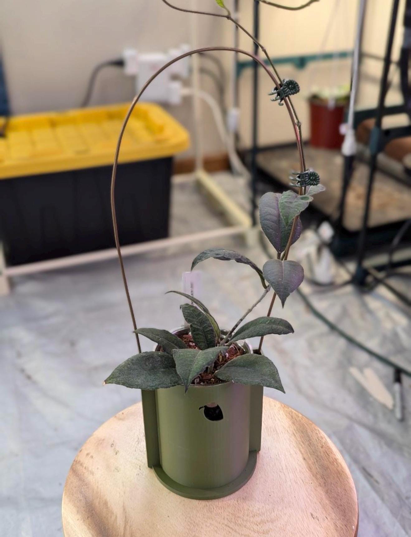 Climb & Thrive Cover Planter