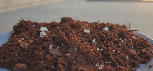 Gathering Moss Phil Dirt Potting Blend