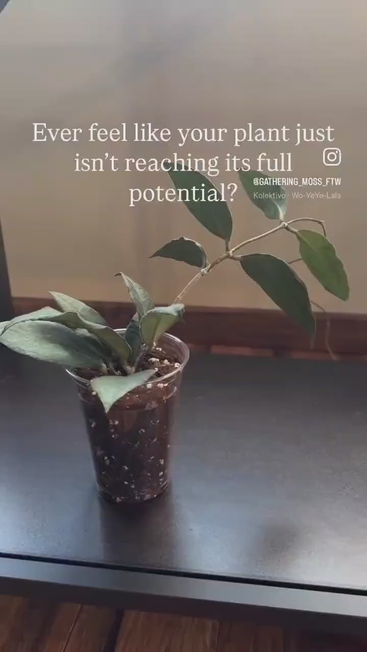 Climb & Thrive Cover Planter