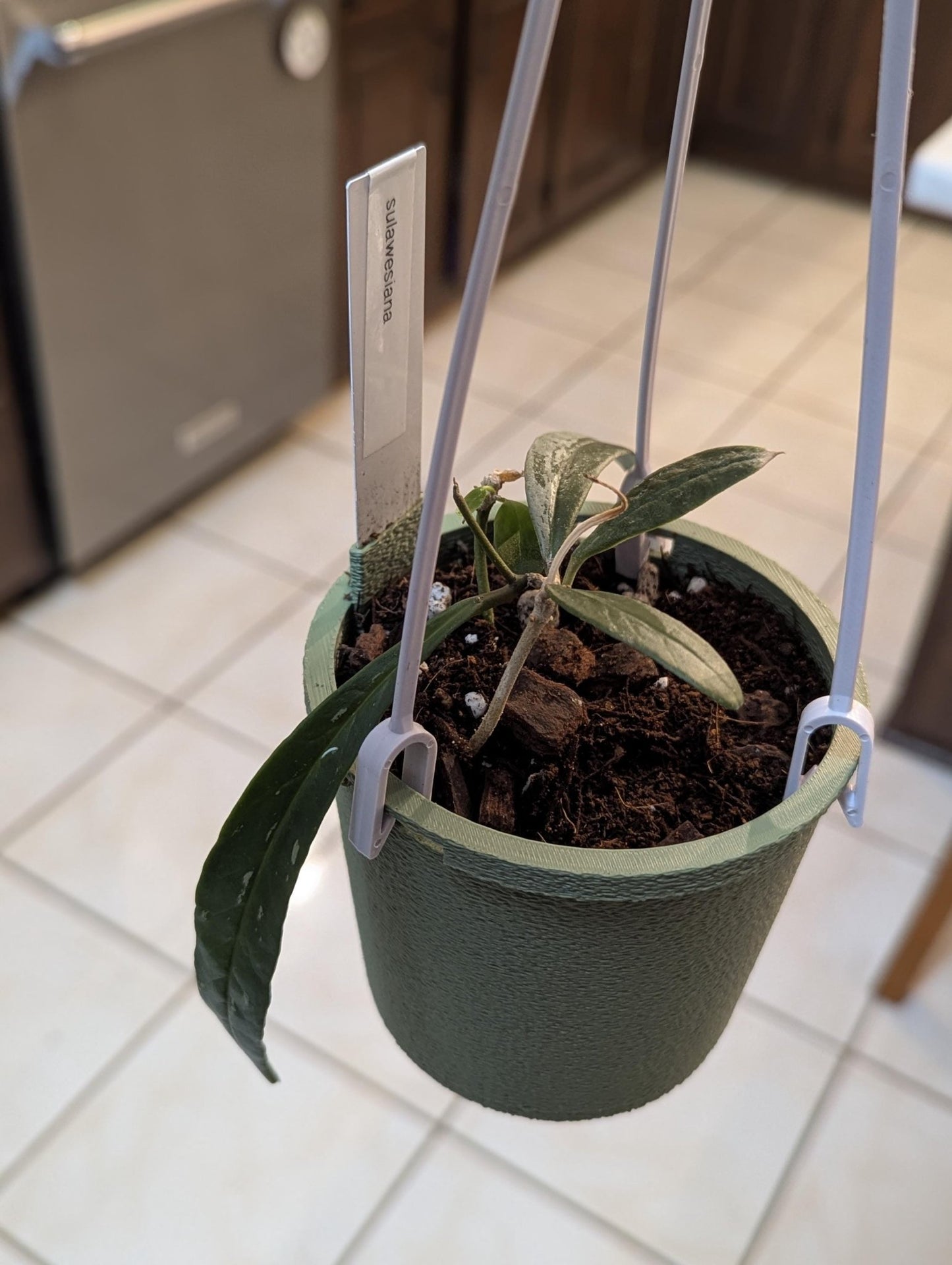 The Lynn – 3.75” Hanging Planter with Built - In Plant Tag Holder & Water Reserve 3D Printed Planter for Small Plants / Rare Tropicals - Gathering Moss