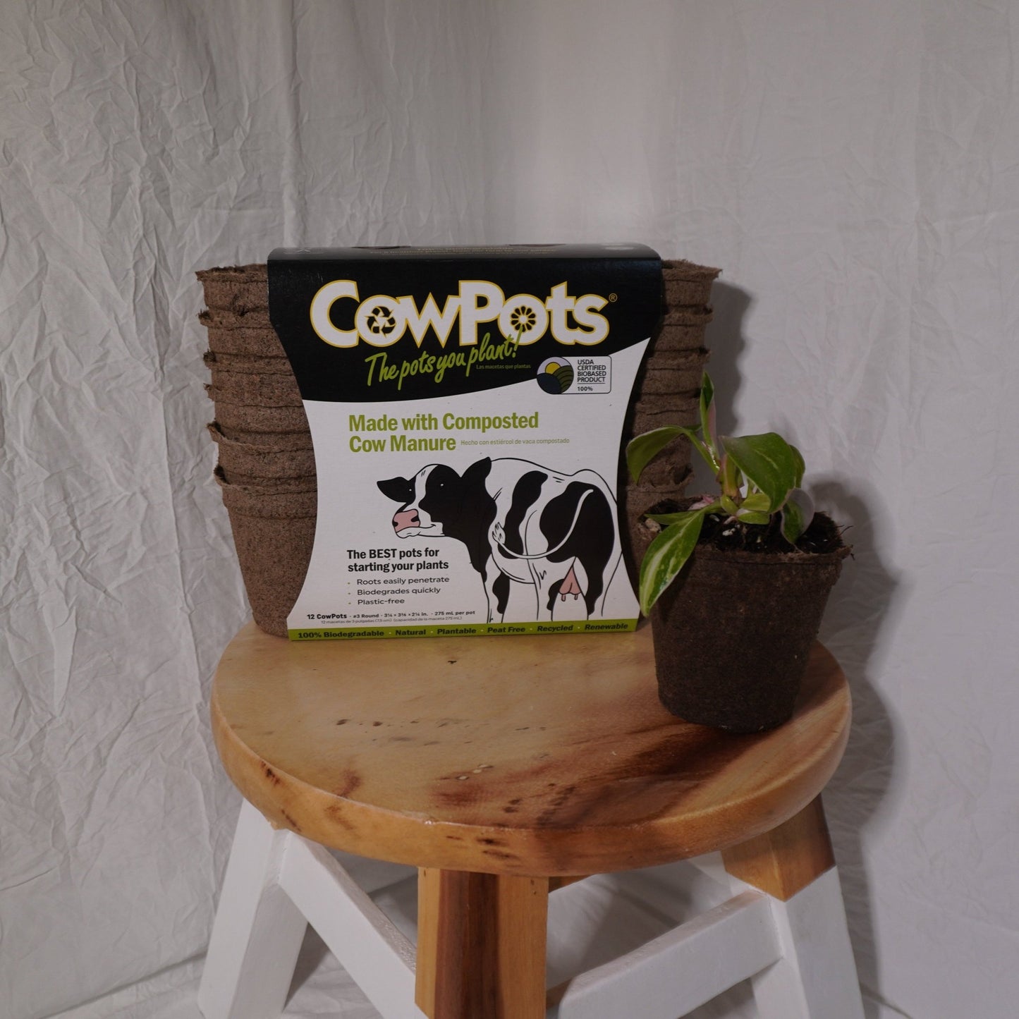 CowPots: The Sustainable, Eco-Friendly Alternative to the Plastic Nursery Pot! - Gathering Moss
