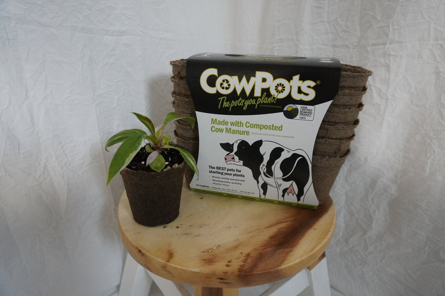 CowPots: The Sustainable, Eco-Friendly Alternative to the Plastic Nursery Pot! - Gathering Moss