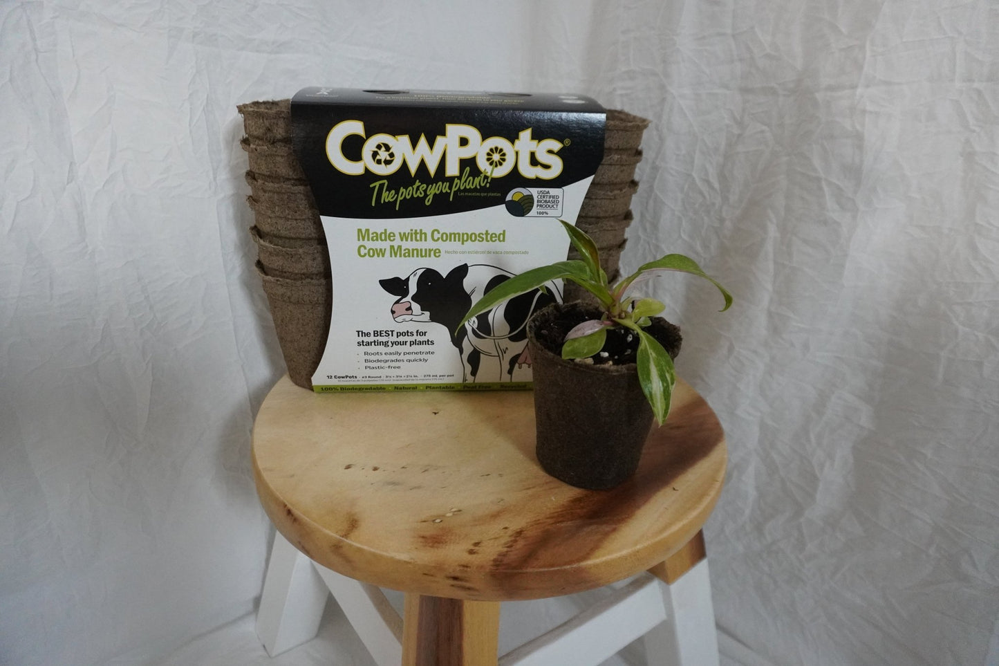 CowPots: The Sustainable, Eco-Friendly Alternative to the Plastic Nursery Pot! - Gathering Moss