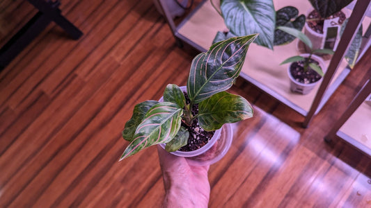 Aglaonema: The Superlative Houseplant You Need to Have! - Gathering Moss