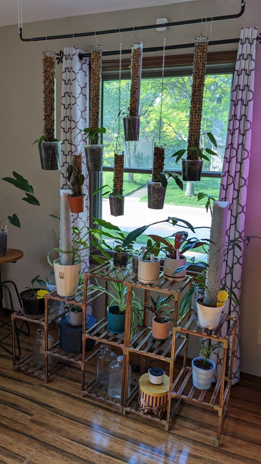 Embracing the Transition: Houseplants Thriving from Winter to Spring - Gathering Moss