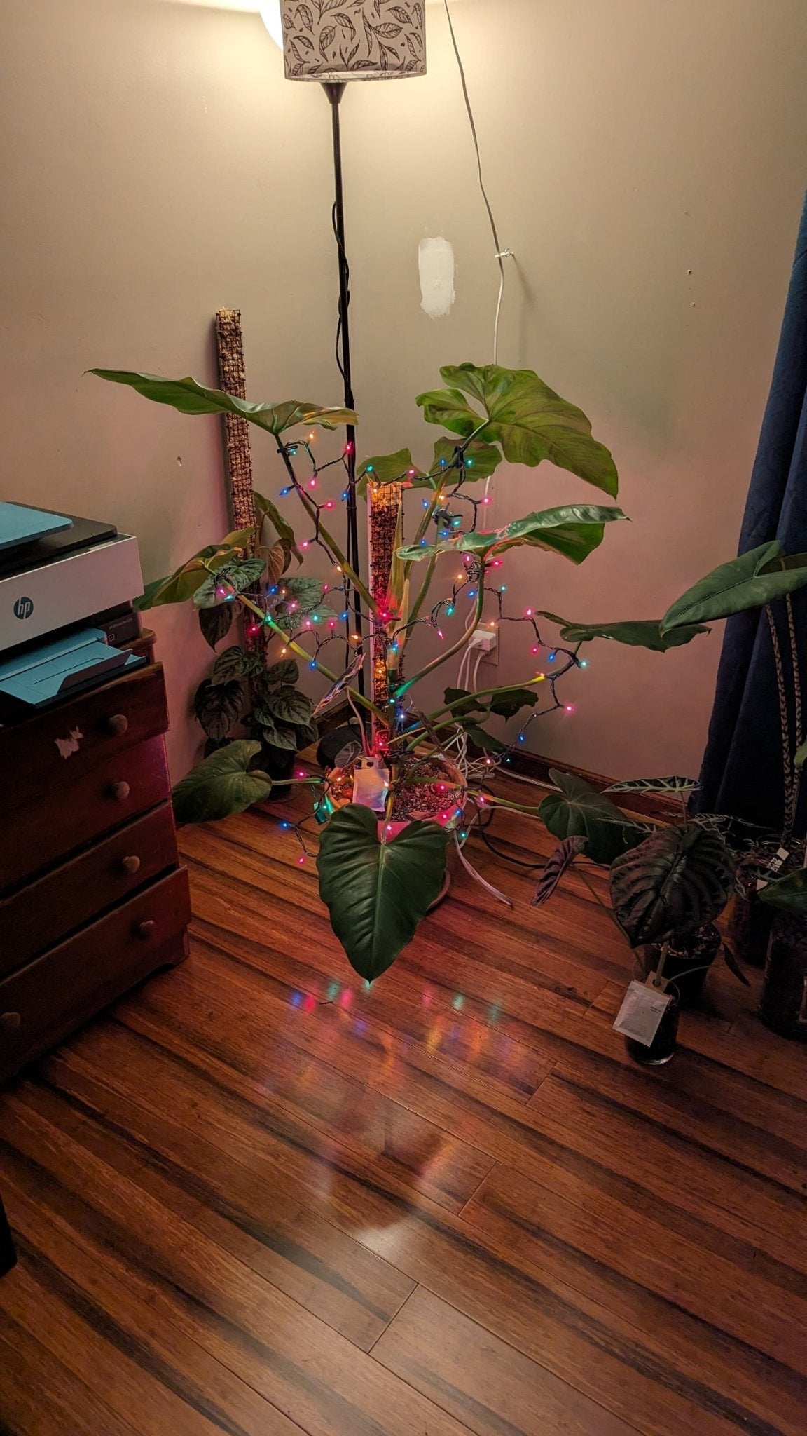 House plants and your mental health - Gathering Moss