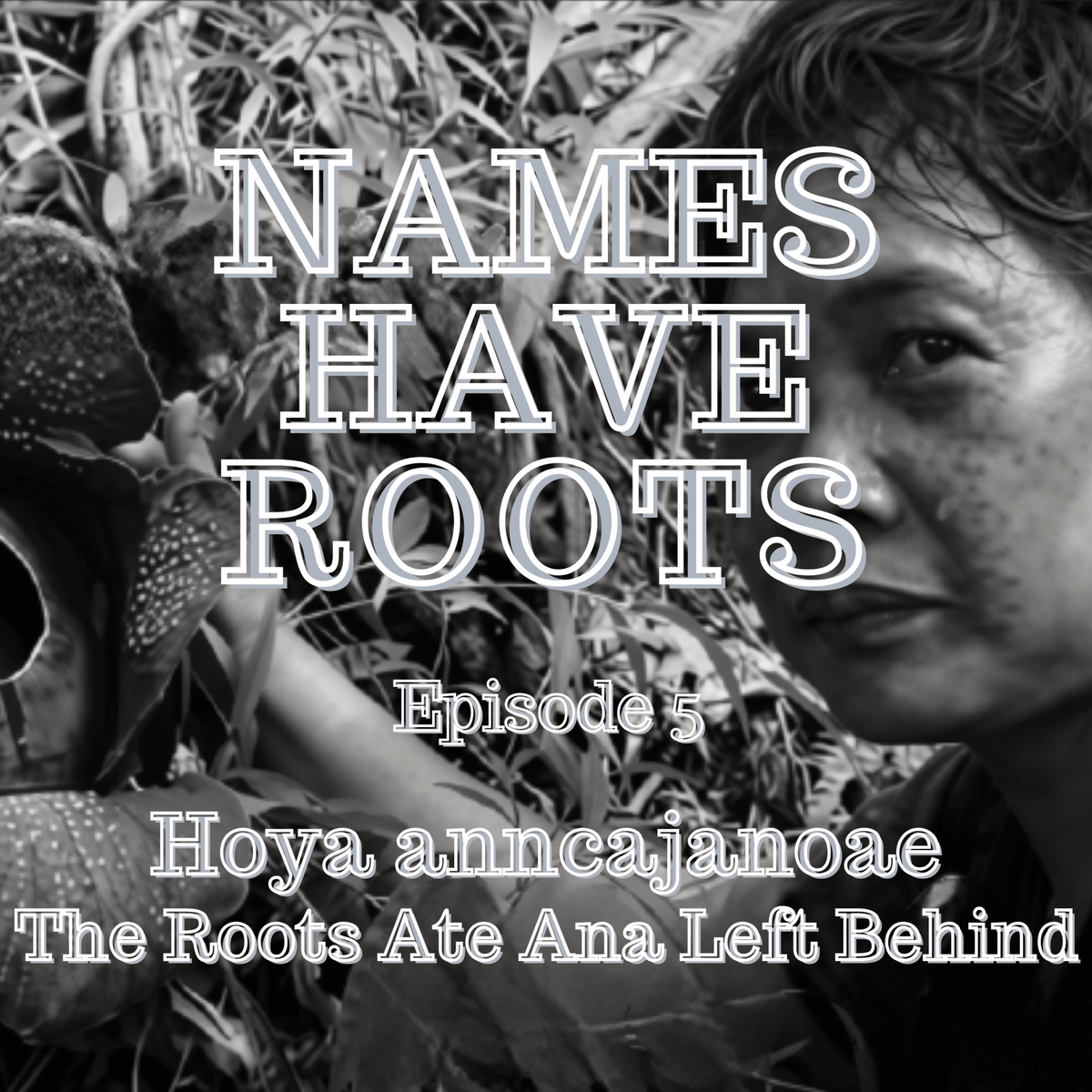 Hoya anncajanoae: The Roots Ate Ana Left Behind - Gathering Moss