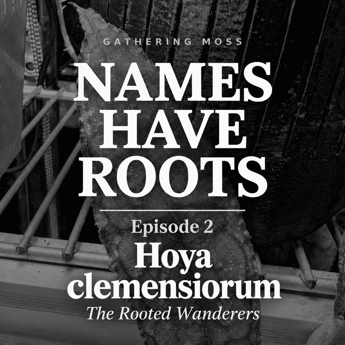 Hoya clemensiorum: The Rooted Wanderers - Gathering Moss