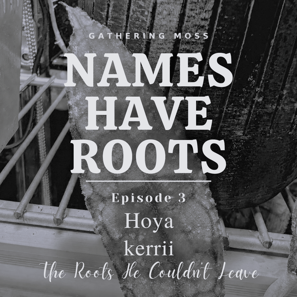 Hoya kerrii: The Roots He Couldn't Leave - Gathering Moss