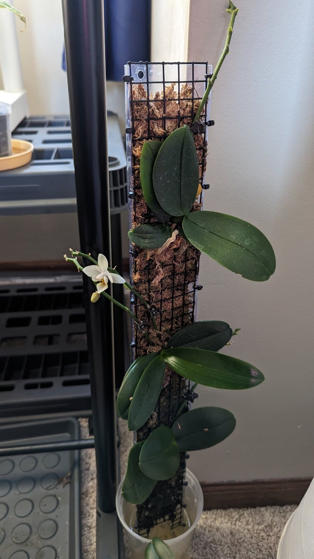 Putting your epiphytic orchids on a Grow Trunk or other mounting materials - Gathering Moss