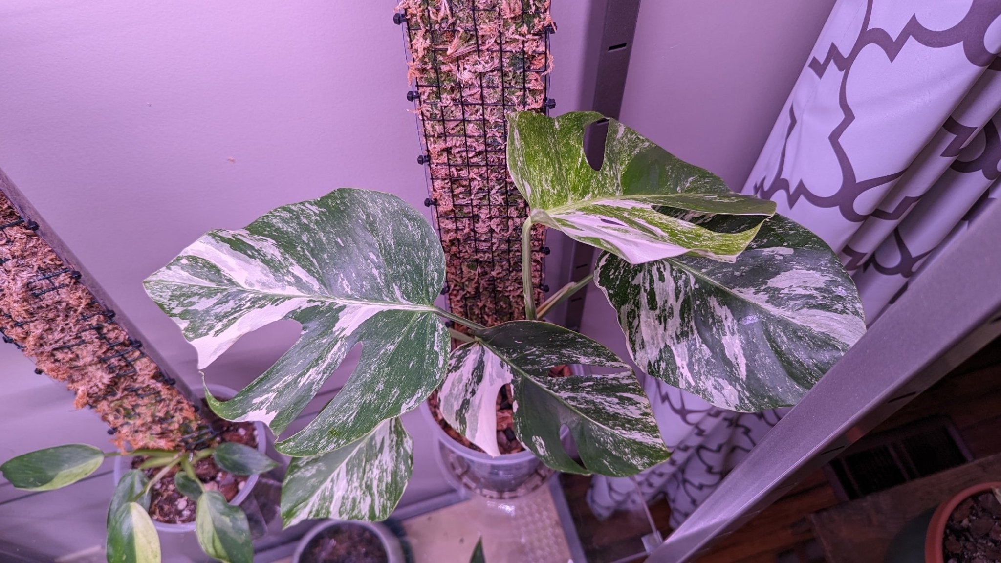 Ring in the New Year with a new plant! - Gathering Moss