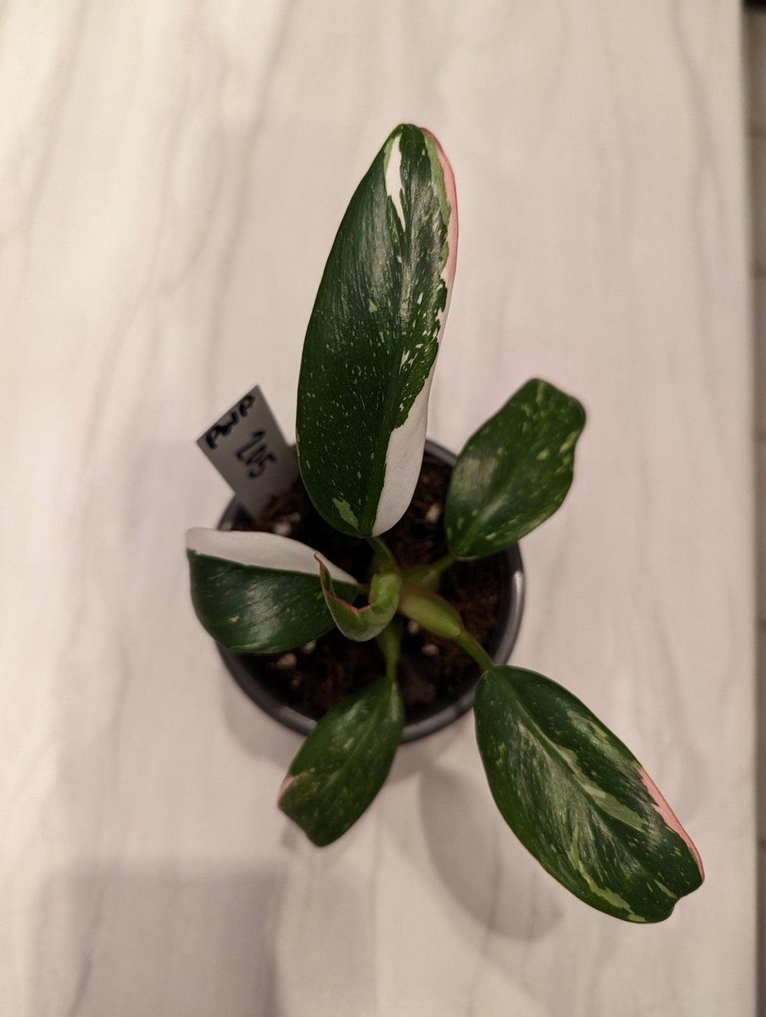 Unveiling the Elegance: Philodendron White Princess - Gathering Moss