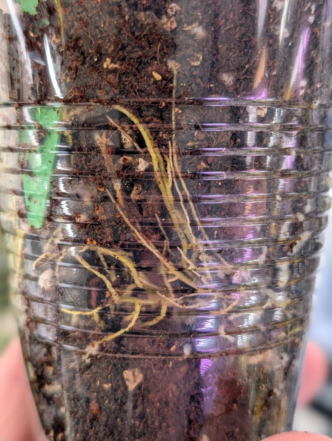 Why I Care More About Roots Than Leaves - Gathering Moss