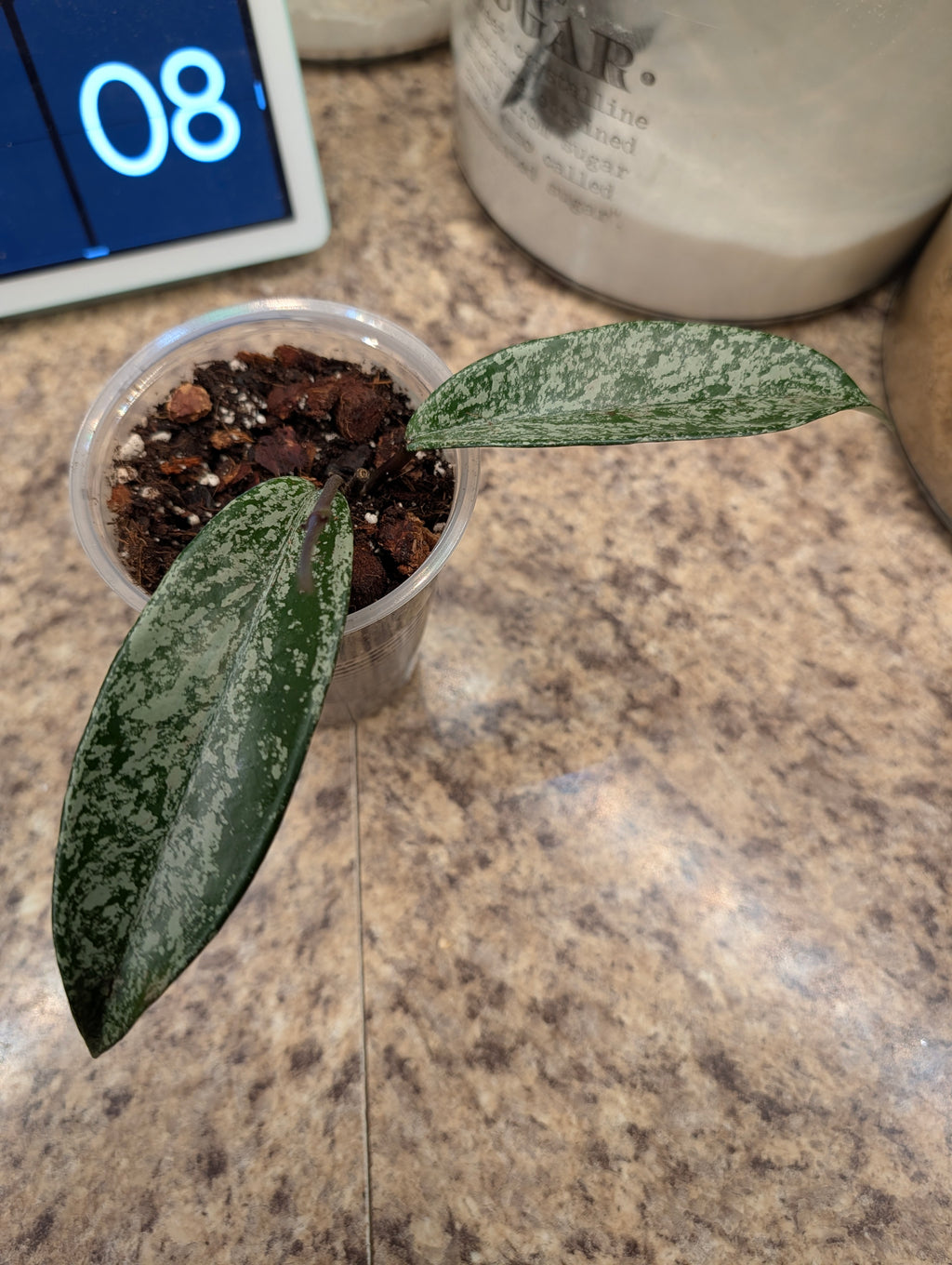 Primary product photo of Hoya pubicalyx 'Pink Silver Ghost' plant.