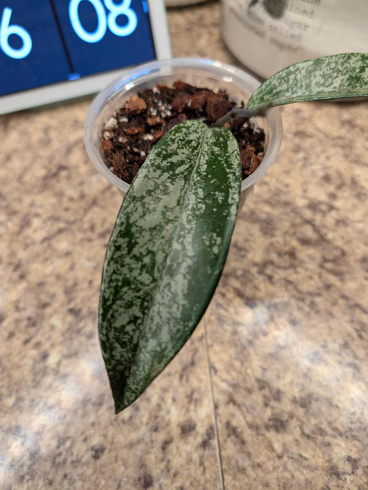 Supporting detail view of Hoya pubicalyx 'Pink Silver Ghost' plant.