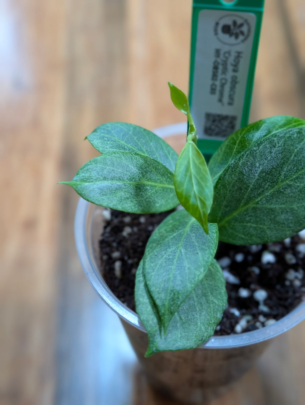 Supporting product view of Hoya obscura 'Cryptic Chrome' plant cutting. — image 3