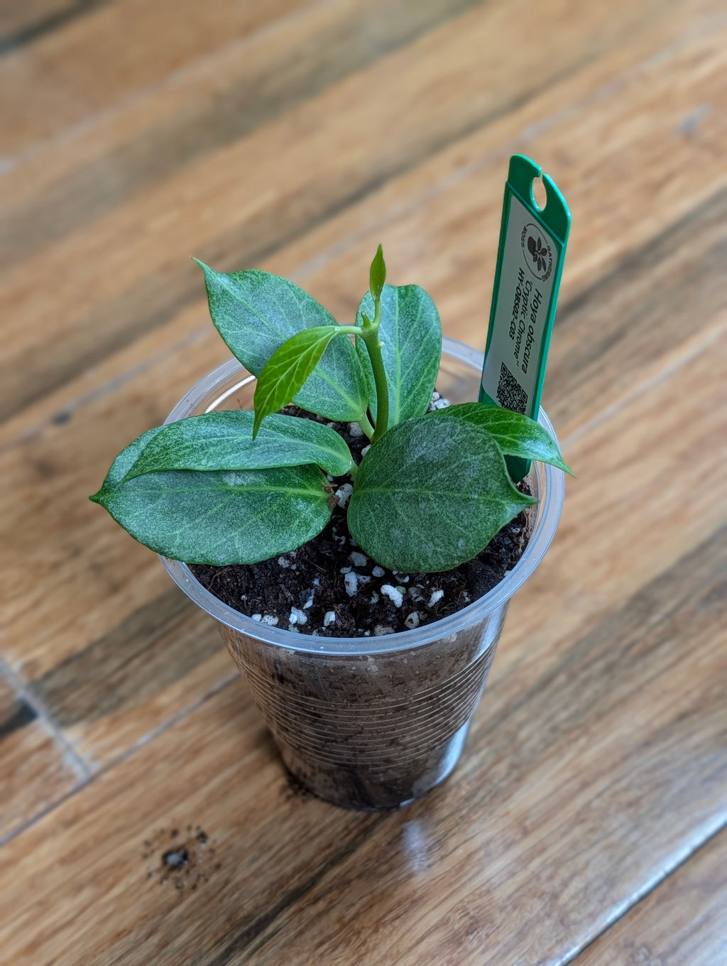 Supporting product view of Hoya obscura 'Cryptic Chrome' plant cutting. — image 4