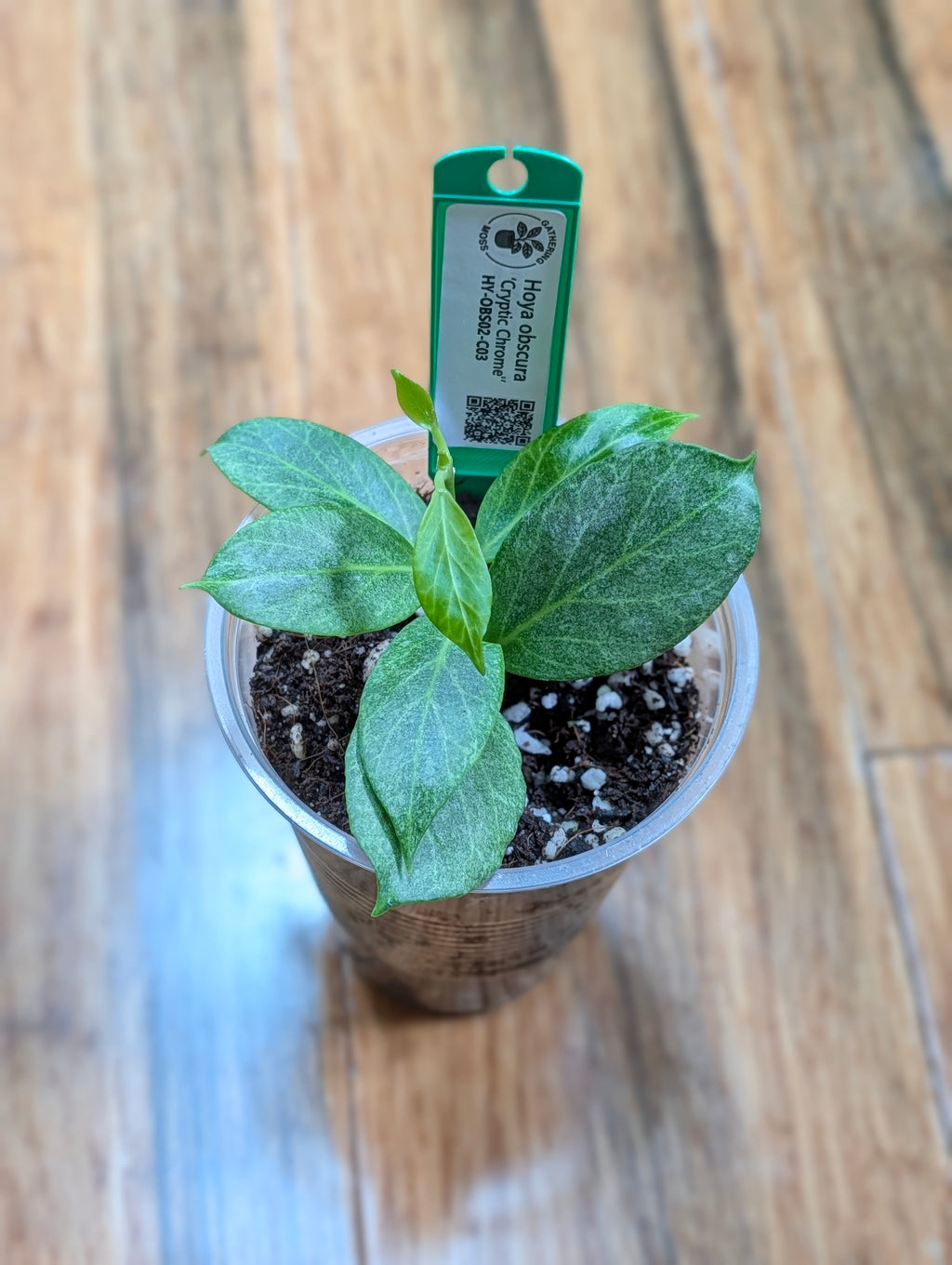 Primary product photo of Hoya obscura 'Cryptic Chrome' plant cutting.