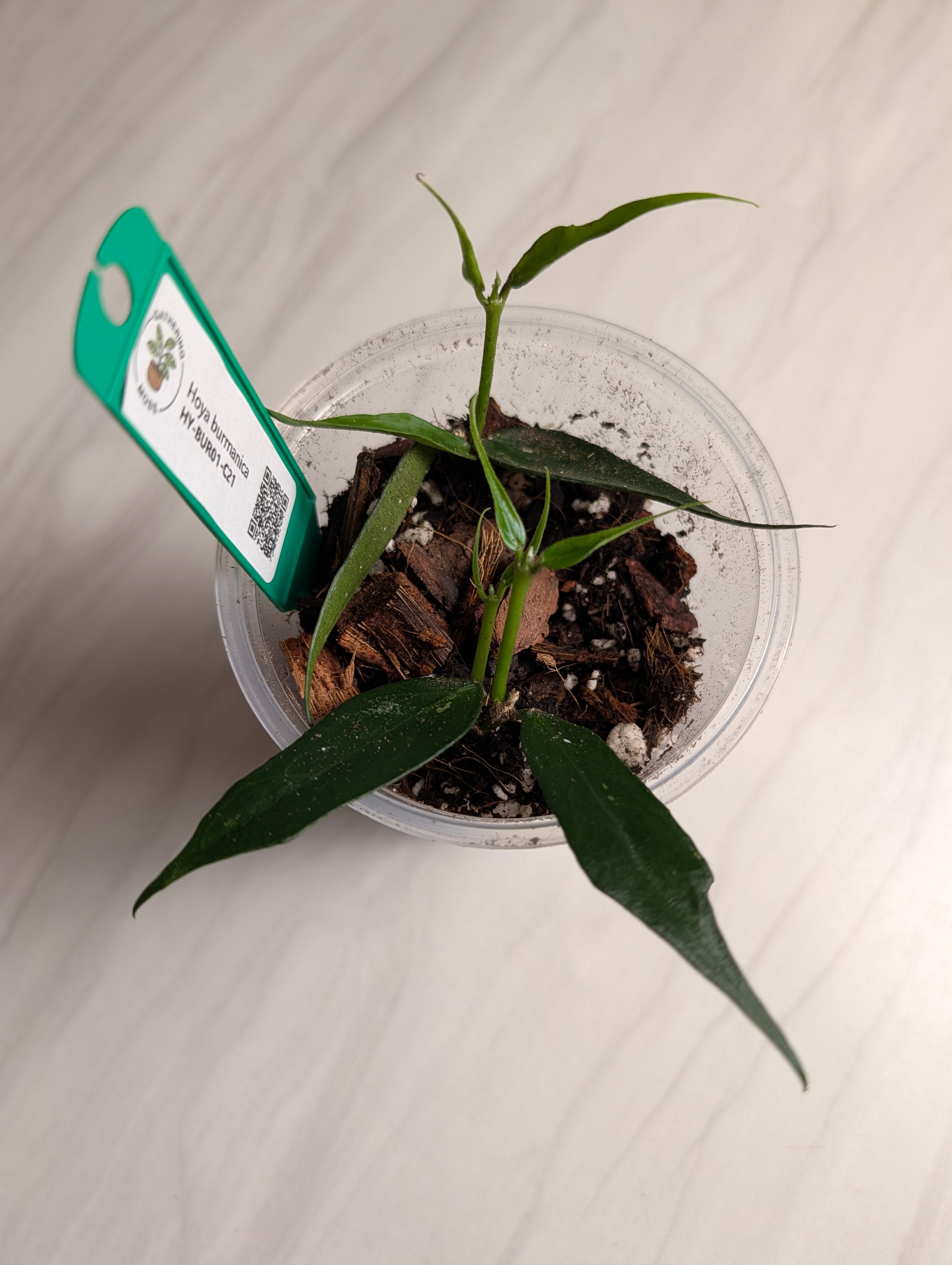 Supporting product view of a Hoya burmanica plant cutting.