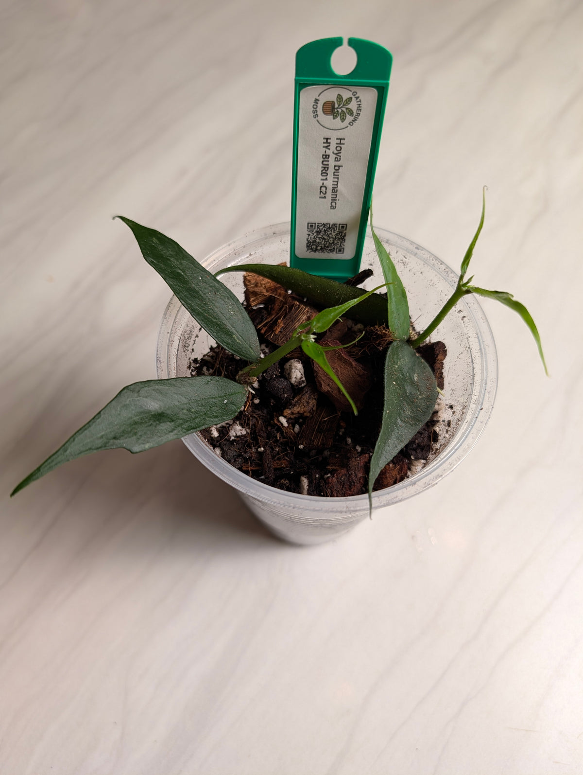 Supporting product view of a Hoya burmanica plant cutting. — image 4