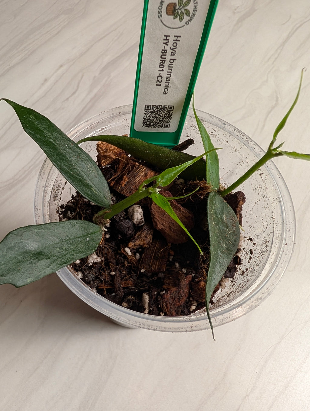 Supporting product view of a Hoya burmanica plant cutting. — image 5