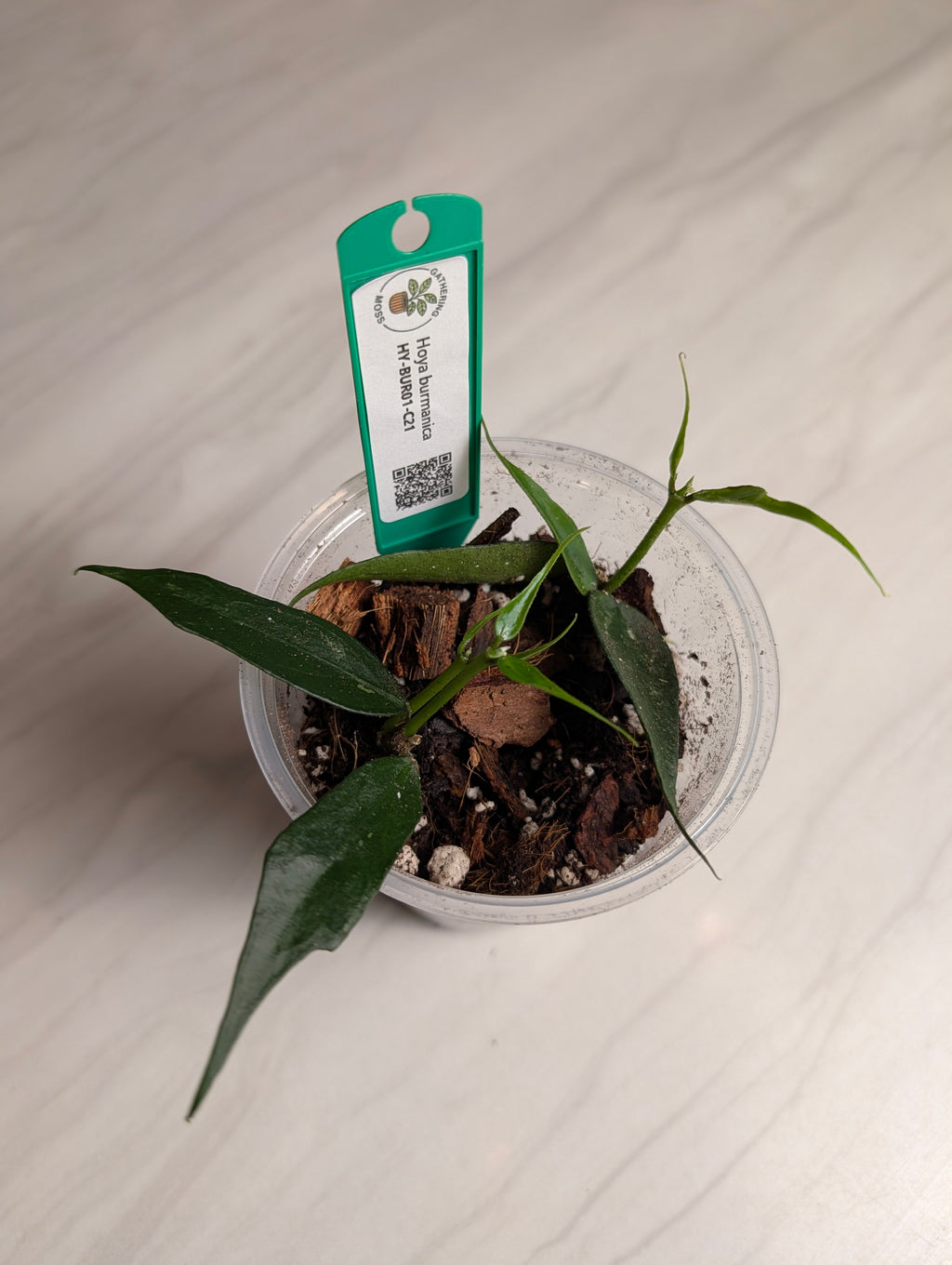 Primary product photo of a Hoya burmanica plant cutting.