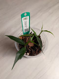 Primary product photo of a Hoya burmanica plant cutting.