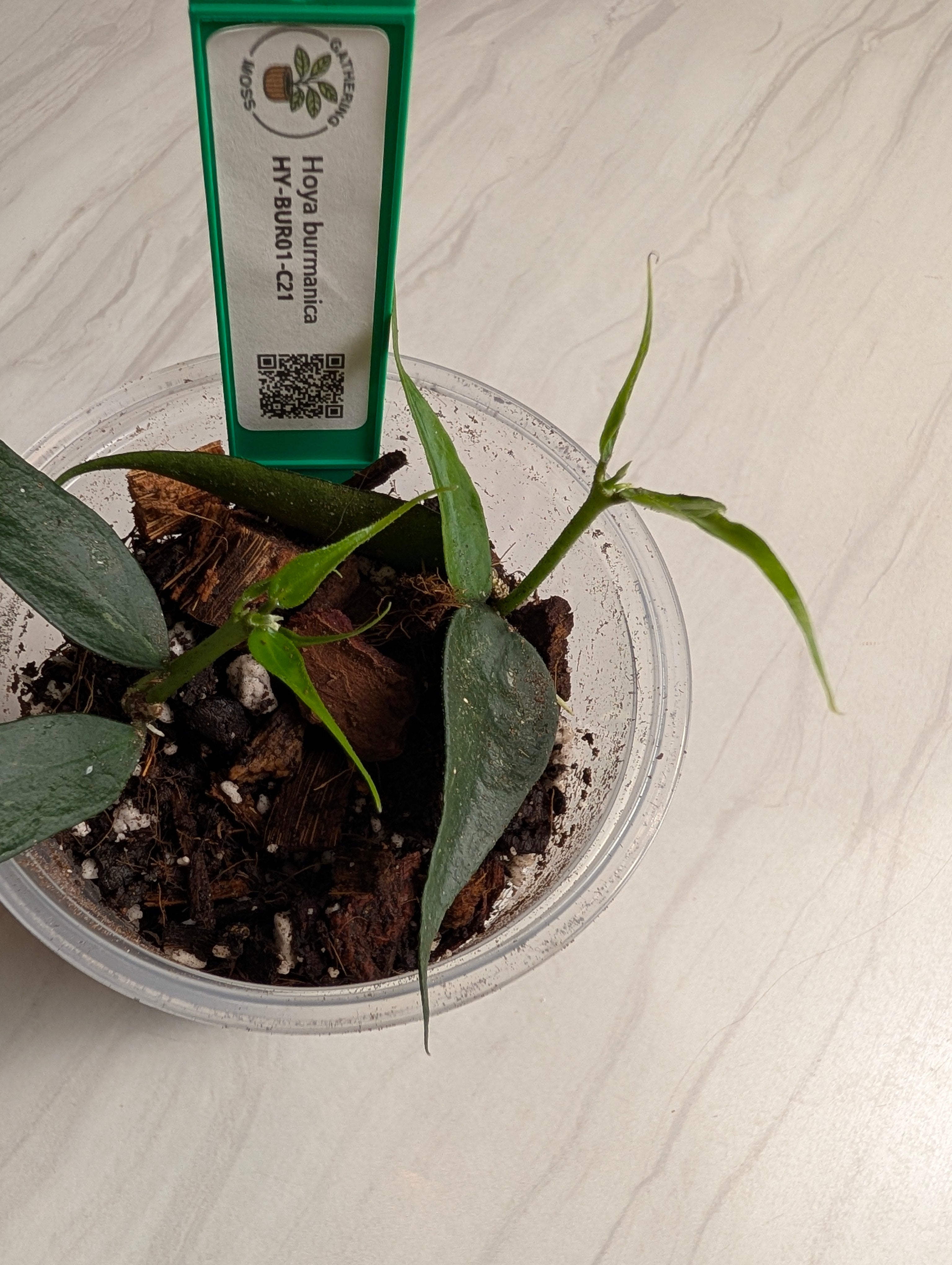Supporting product view of a Hoya burmanica plant cutting. — image 6