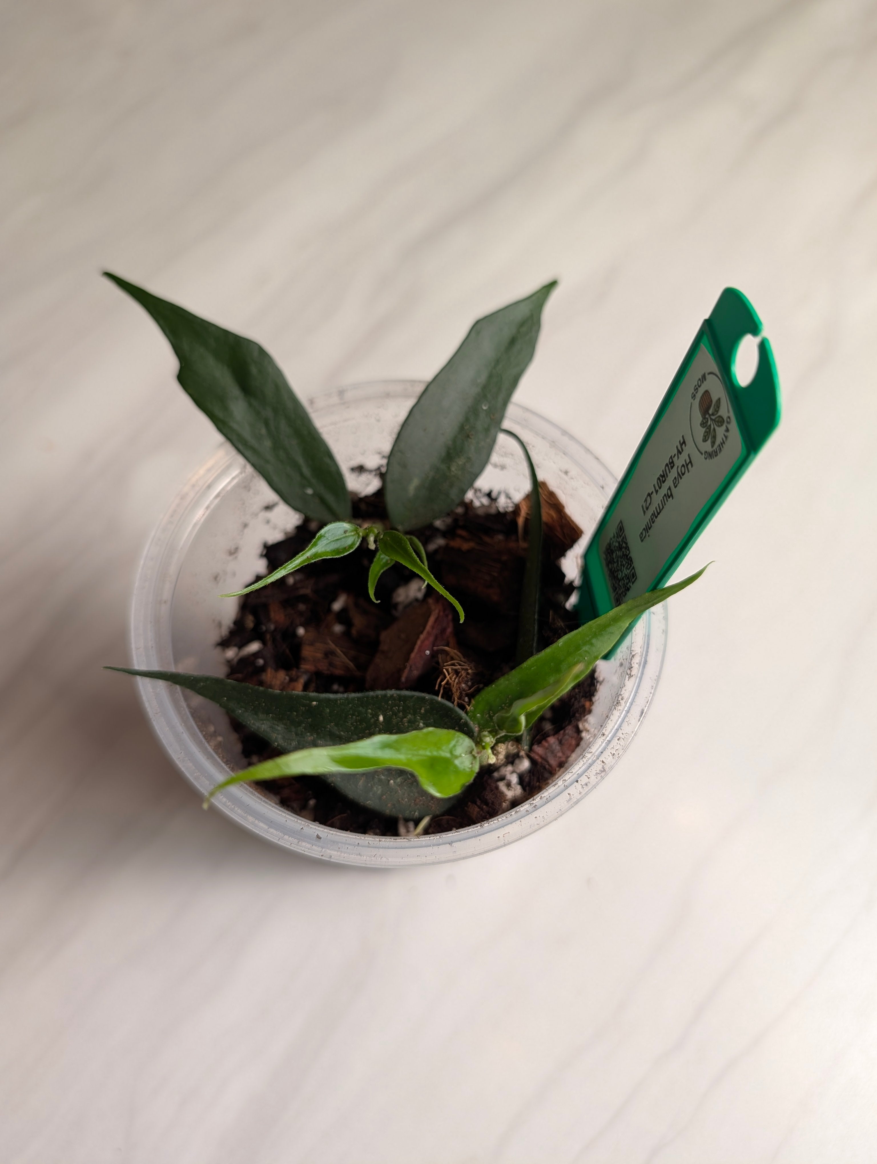 Supporting product view of a Hoya burmanica plant cutting. — image 3