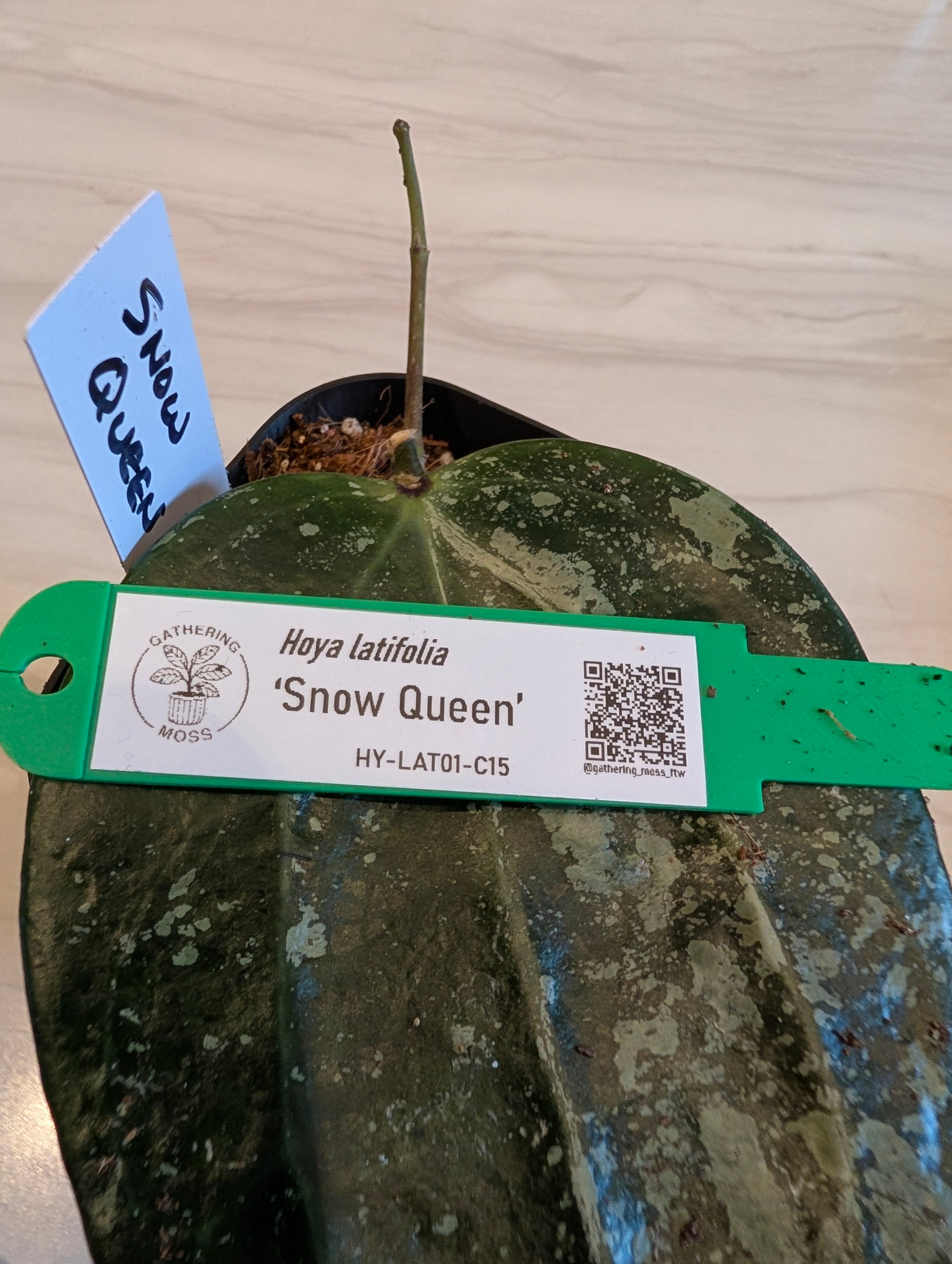 Hoya latifolia 'Snow Queen' HY-LAT01-C15
