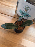 Hoya finlaysonii 'Maenam' HY-FIN03-C05