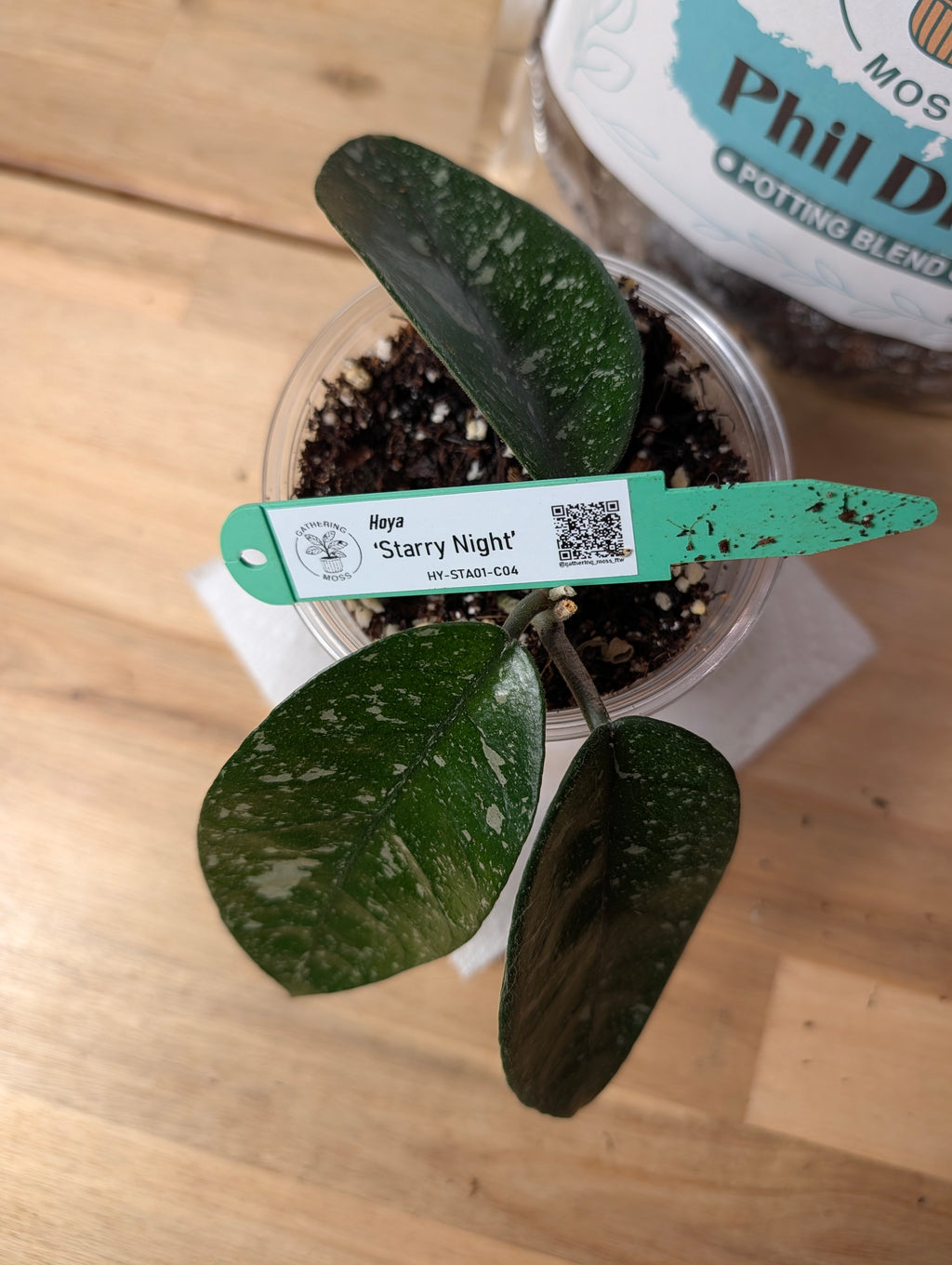Hoya 'Starry Night' HY-STA01-C02