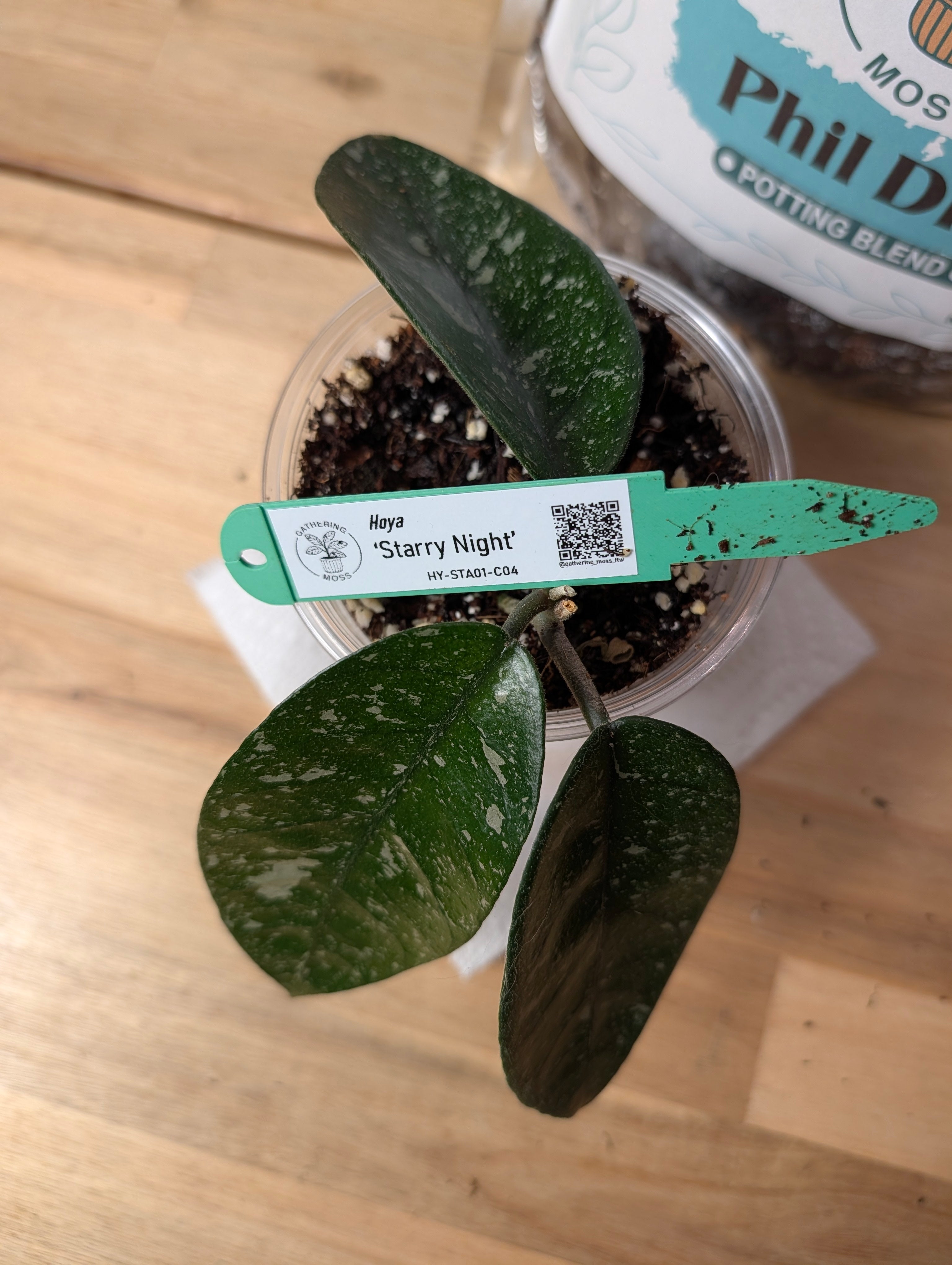 Hoya 'Starry Night' HY-STA01-C02