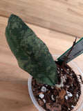 Hoya peninsularis HY-PEN01-C09