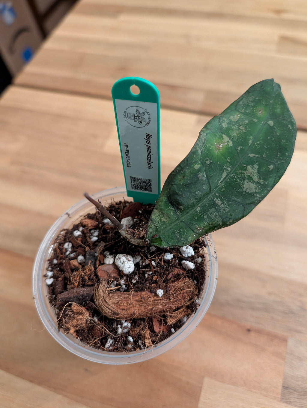 Hoya peninsularis HY-PEN01-C07