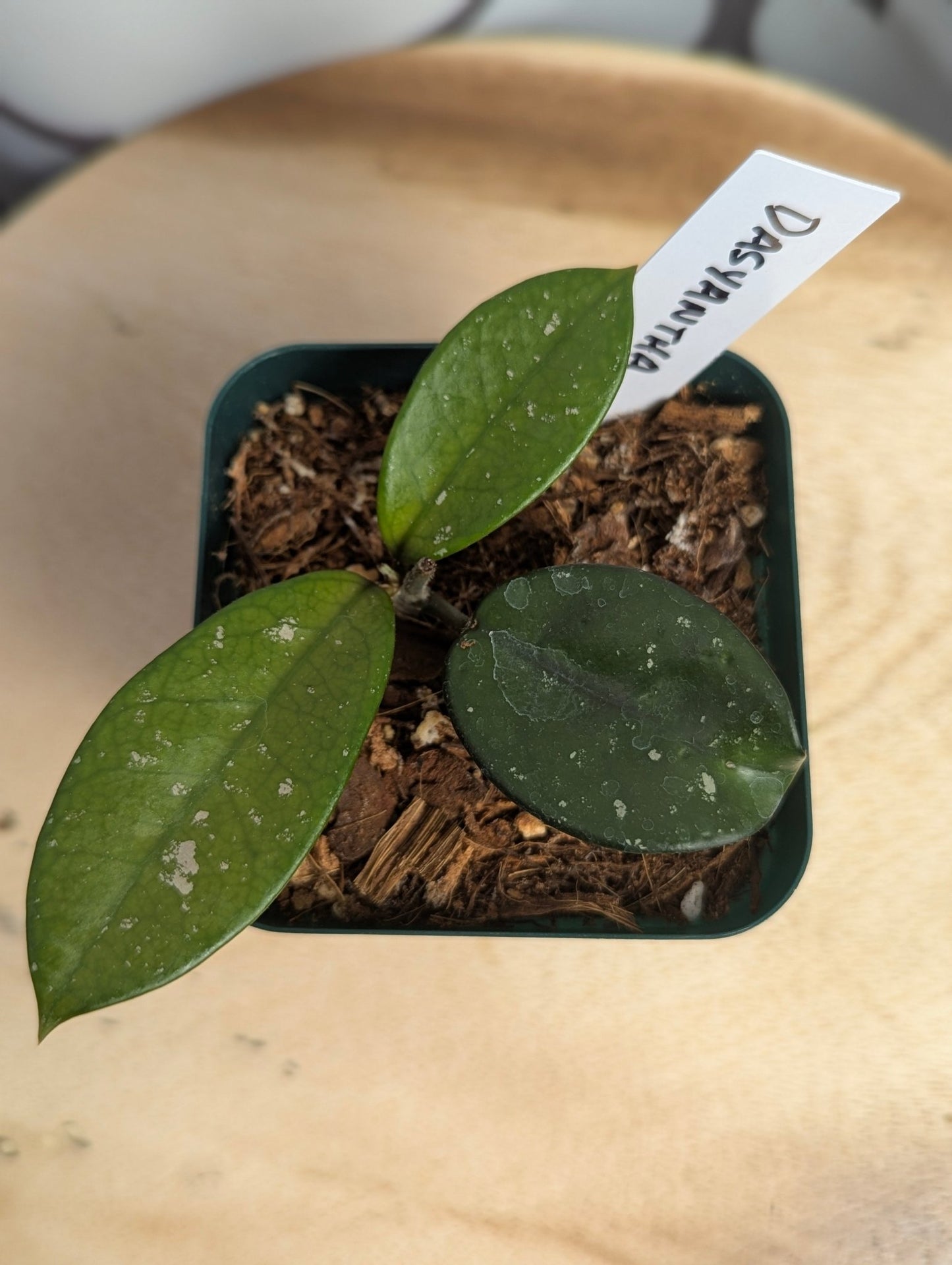 Hoya Dasyantha in 4” Planter with Premium Soil - Gathering Moss