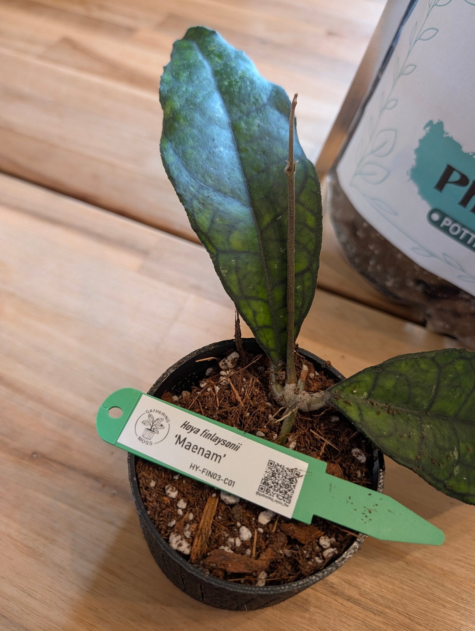 Hoya finlaysonii 'Maenam' HY-FIN03-C01 - Gathering Moss